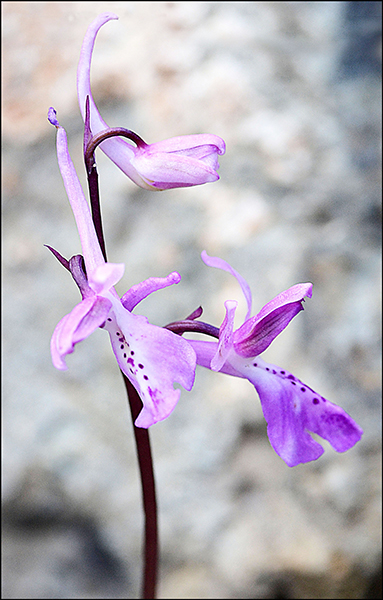 Orchis anatolica